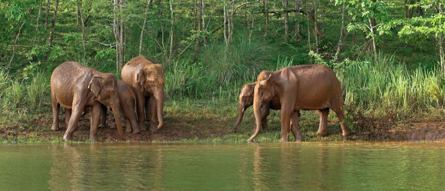 periyar from bangalore