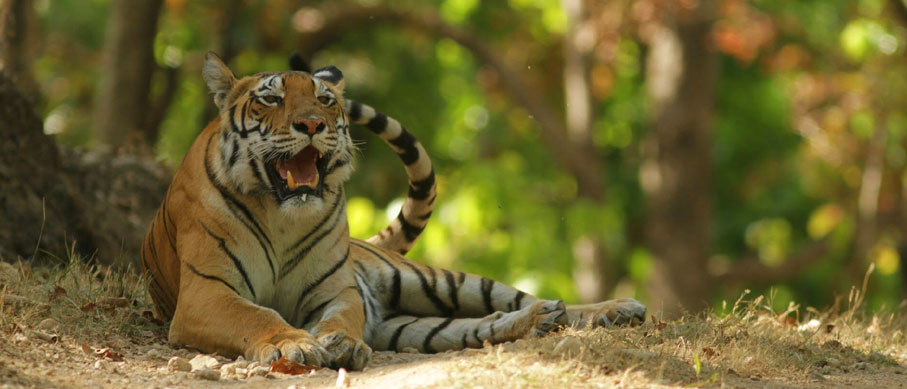 Here’s the Best Way to Spot Tigers in Periyar National Park