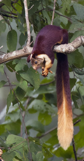 periyar squirrel